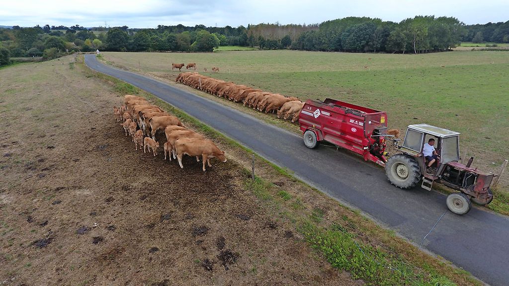 Een Franse Limousin-fokker voert zijn dieren. Kleine bedrijven blijven alleen bestaan als er lokale slachtfaciliteiten zijn, vindt het landbouwministerie. Foto: Henk Riswick