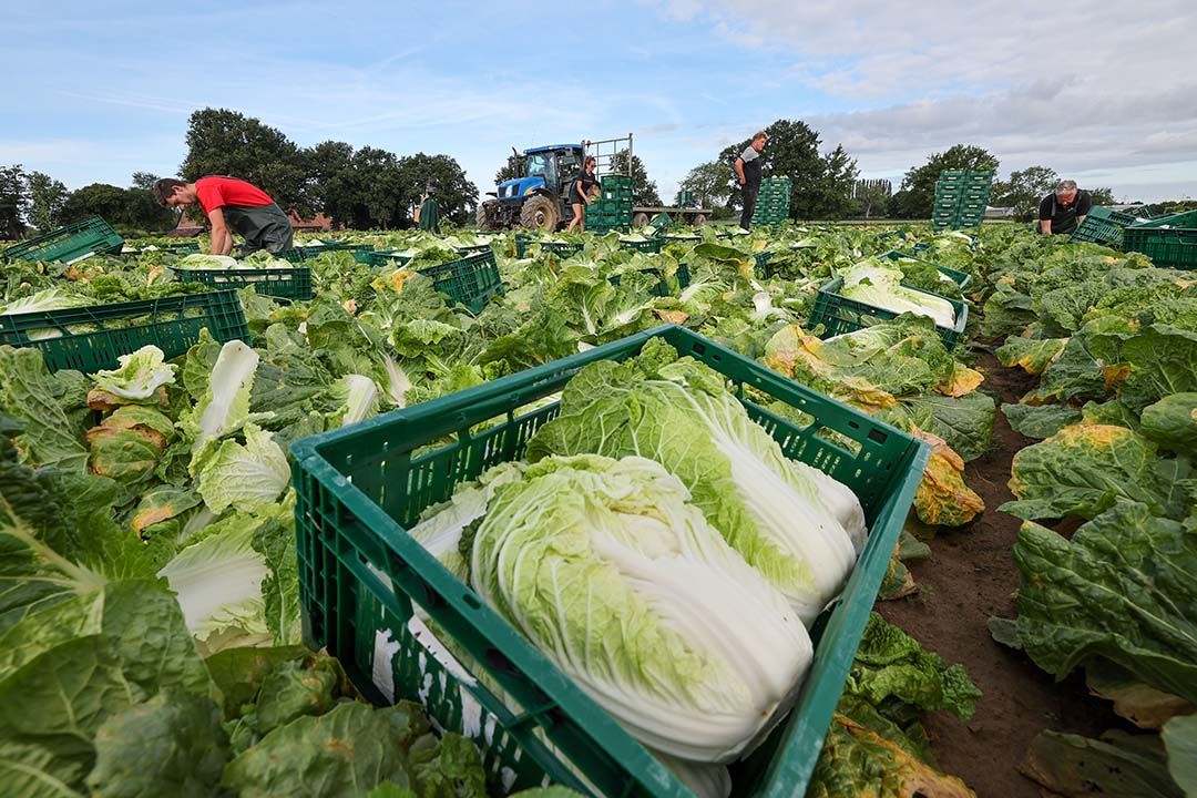 Kilakin kwam in het onderzoek van Inagro ondanks het iets lagere stukgewicht als beste voor de dag, dankzij de oogstzekerheid - Foto: Bert Jansen