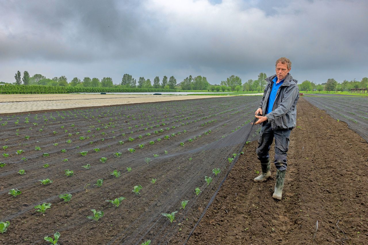 Over de zomerbloemkool legt Chris Melse wildnet totdat de combines gaan rijden en de duiven elders voedsel vinden. – Foto: Peter Roek.