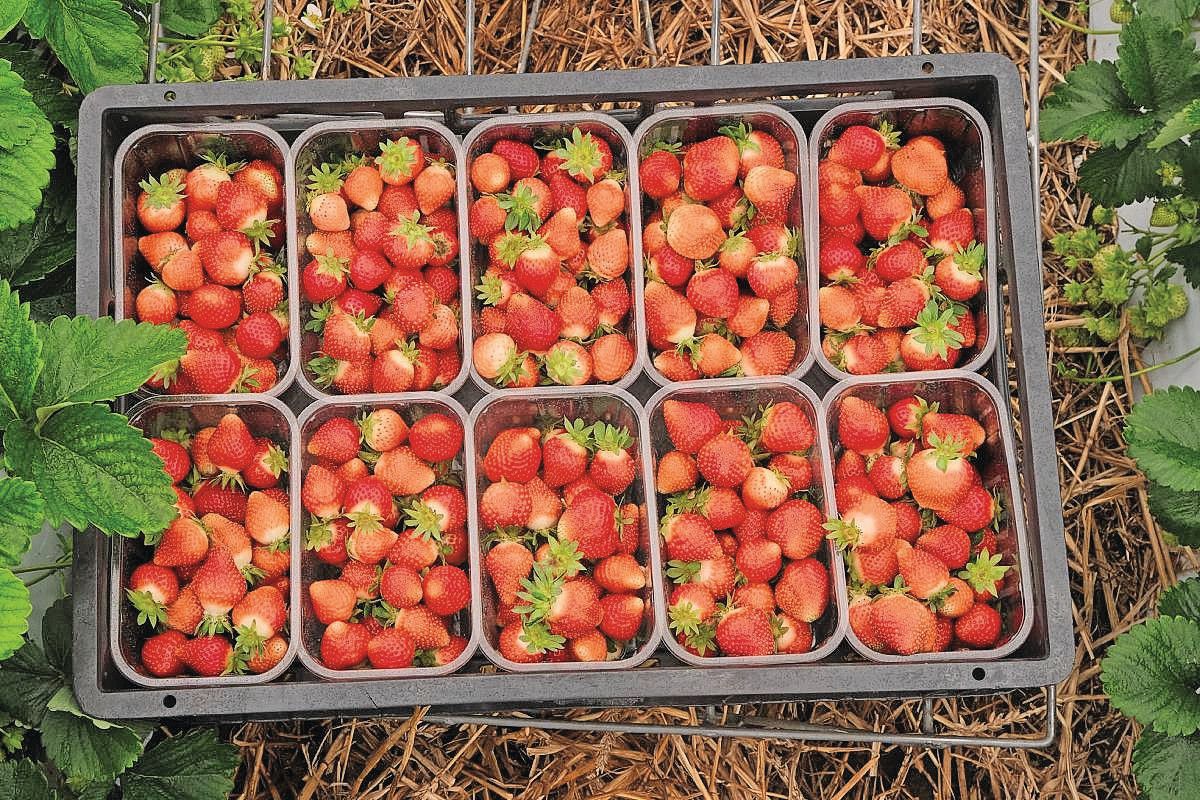 Uit Italiaans onderzoek op boerenmarkten blijkt dat Italianen bereid zijn om meer voor aardbeien te betalen. Foto: Roel Dijkstra