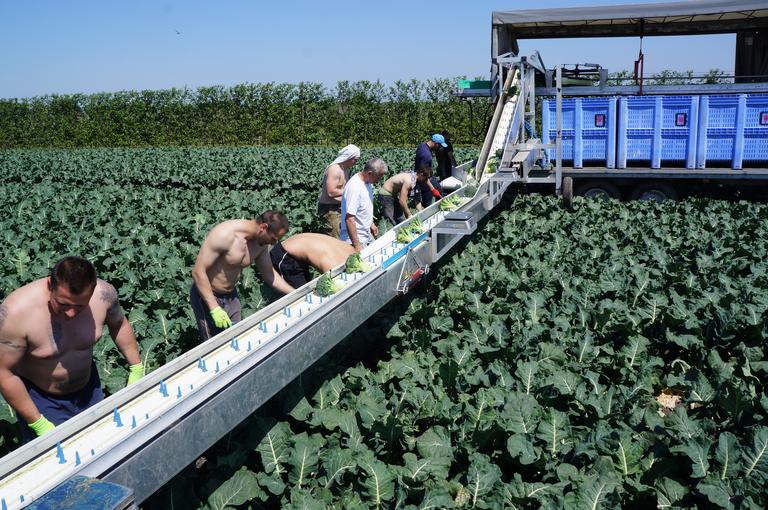 Ironman blijft ijzersterk broccoli-ras