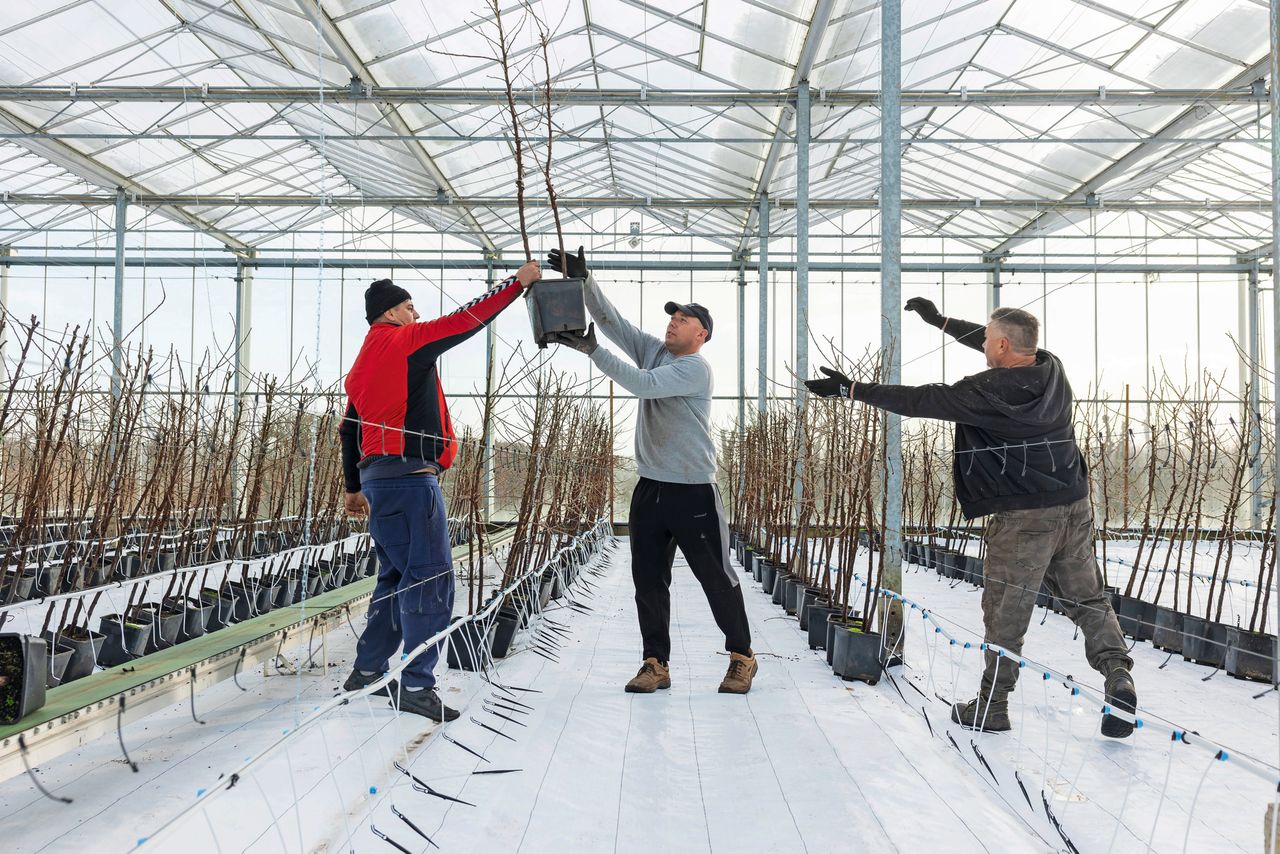 De eerste planten komen in de kas. Met de teelt van rode bessen en bramen onder glas wil Anco van Garderen de oogst beter spreiden. Foto: Herbert Wiggerman