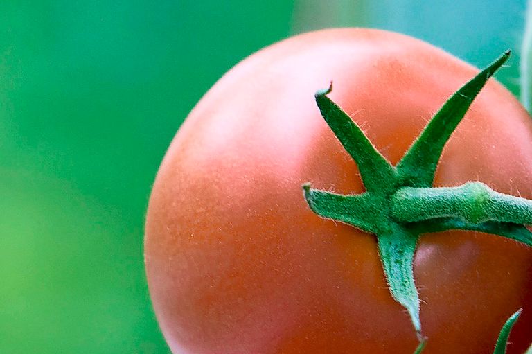 2008-09-24 11:14:51 HONSELERSDIJK - In de kas bij Tomato World worden diverse soorten en kleuren tomaten gekweekt. ANP PHOTO XTRA LEX VAN LIESHOUT