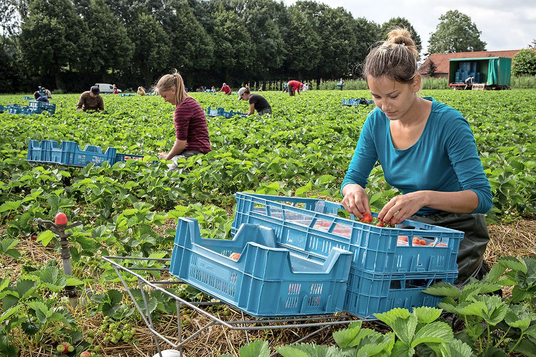 Archieffoto buitenteelt aardbeien. Foto: Peter Roek
