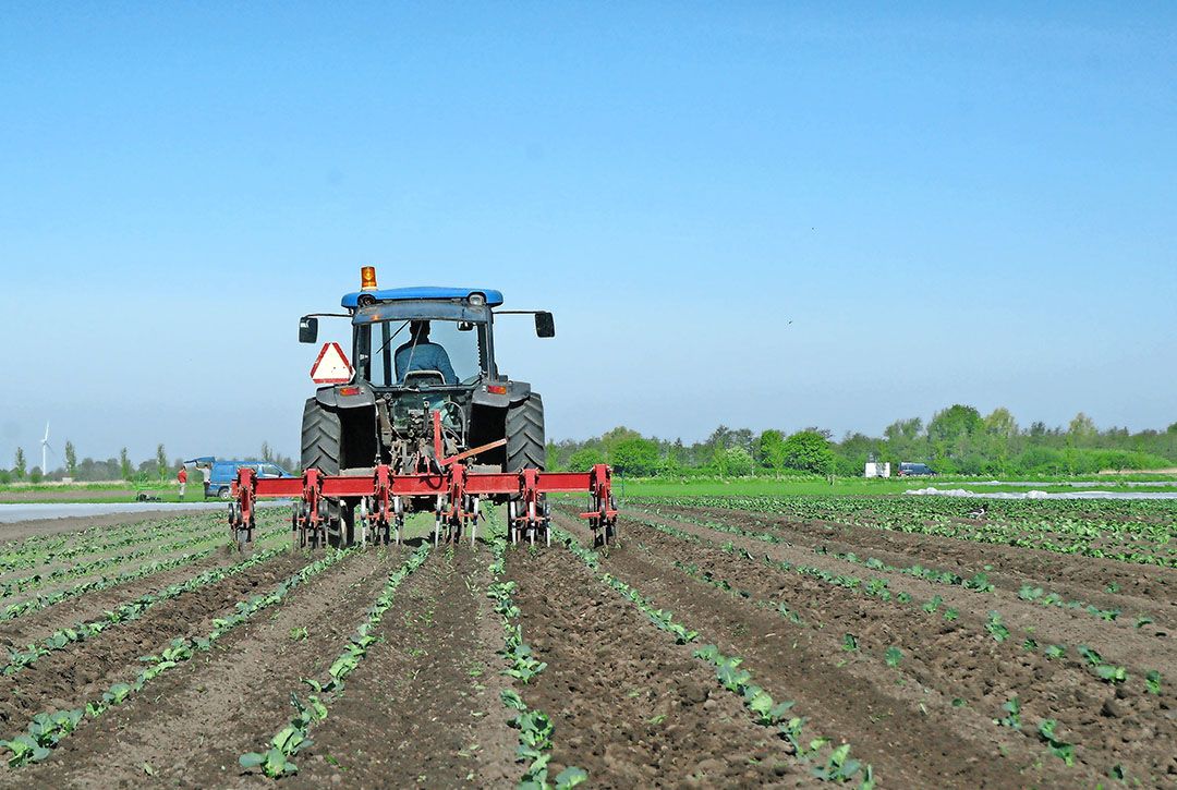 Als de broccoli dan groter is gaat Meindert-Jan Botman er met de schoffel doorheen. - Foto Marga van der Meer