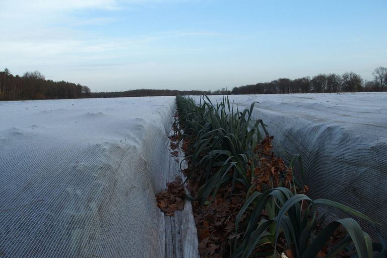 Prei onder klimadoek. - Foto: Stan Verstegen