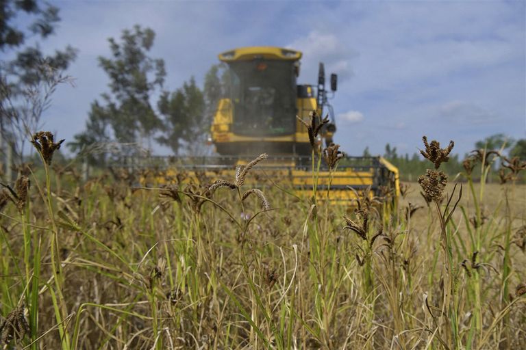 Ruim 40% van alle gierst wordt verbouwd in India. - Foto: ANP