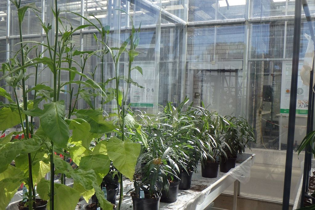 In het topsectorenonderzoek  Onderzoek aan Xylella fastidiosa  besmette Wageningen Plant Research een serie planten in een streng beveiligde kas. - Foto: Wageningen Plant Research
