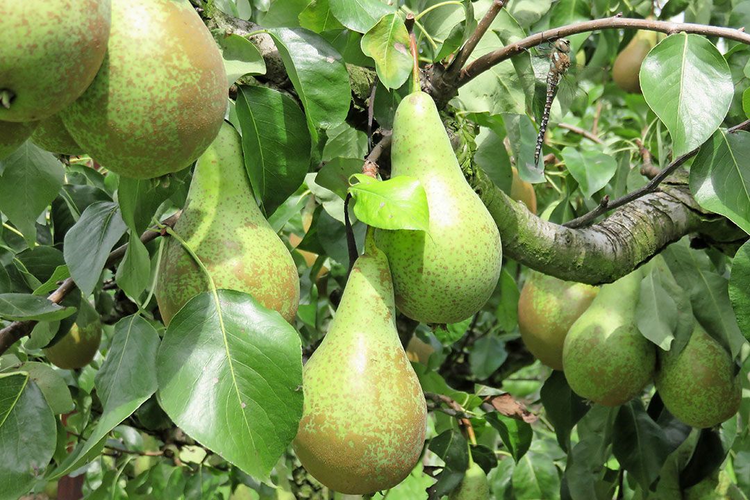 Peren vlak voor de oogst. - Foto: Misset