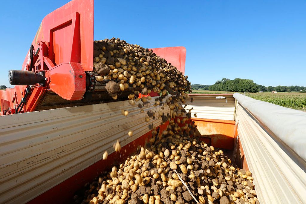 Rooien van biologische aardappelen. - Foto: Henk Riswick