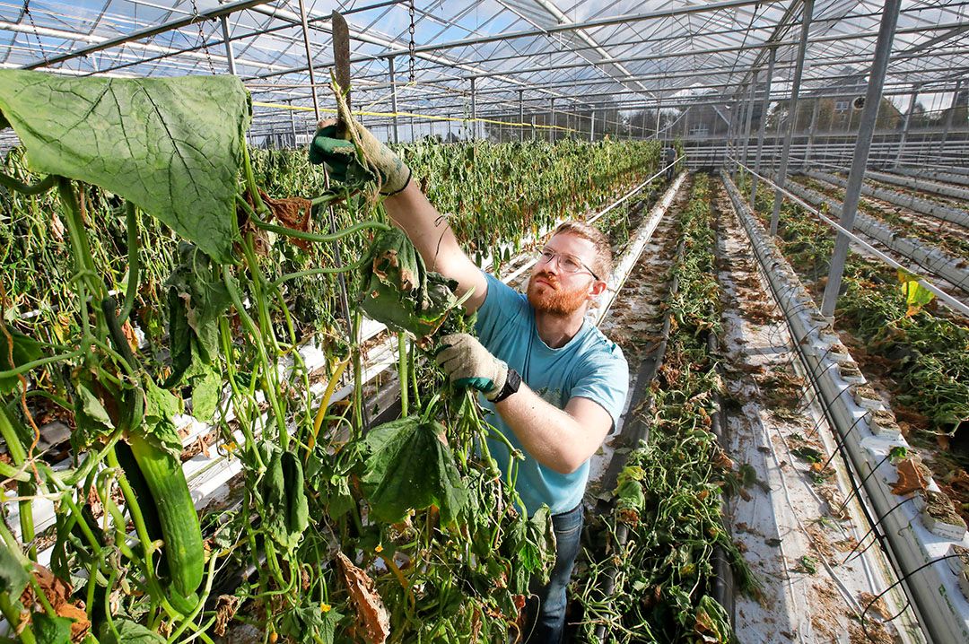 Een medewerker ruimt het gewas bij een komkommerteler. -Foto: Vidiphoto