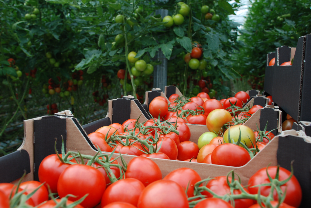 Marktupdate 17 augustus: Tomaten op weg omhoog