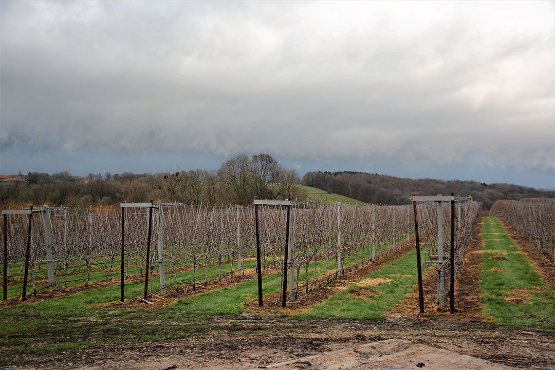 Hardfruit in Zuid-Limburg. - Foto: Groenten & Fruit