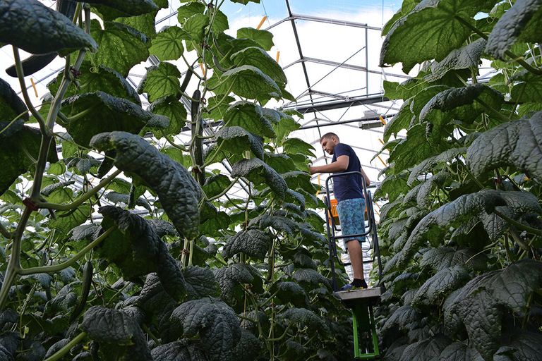 De tuinbouw concurreert met veel andere sectoren op de krappe arbeidsmarkt. - Foto: Peter Visser